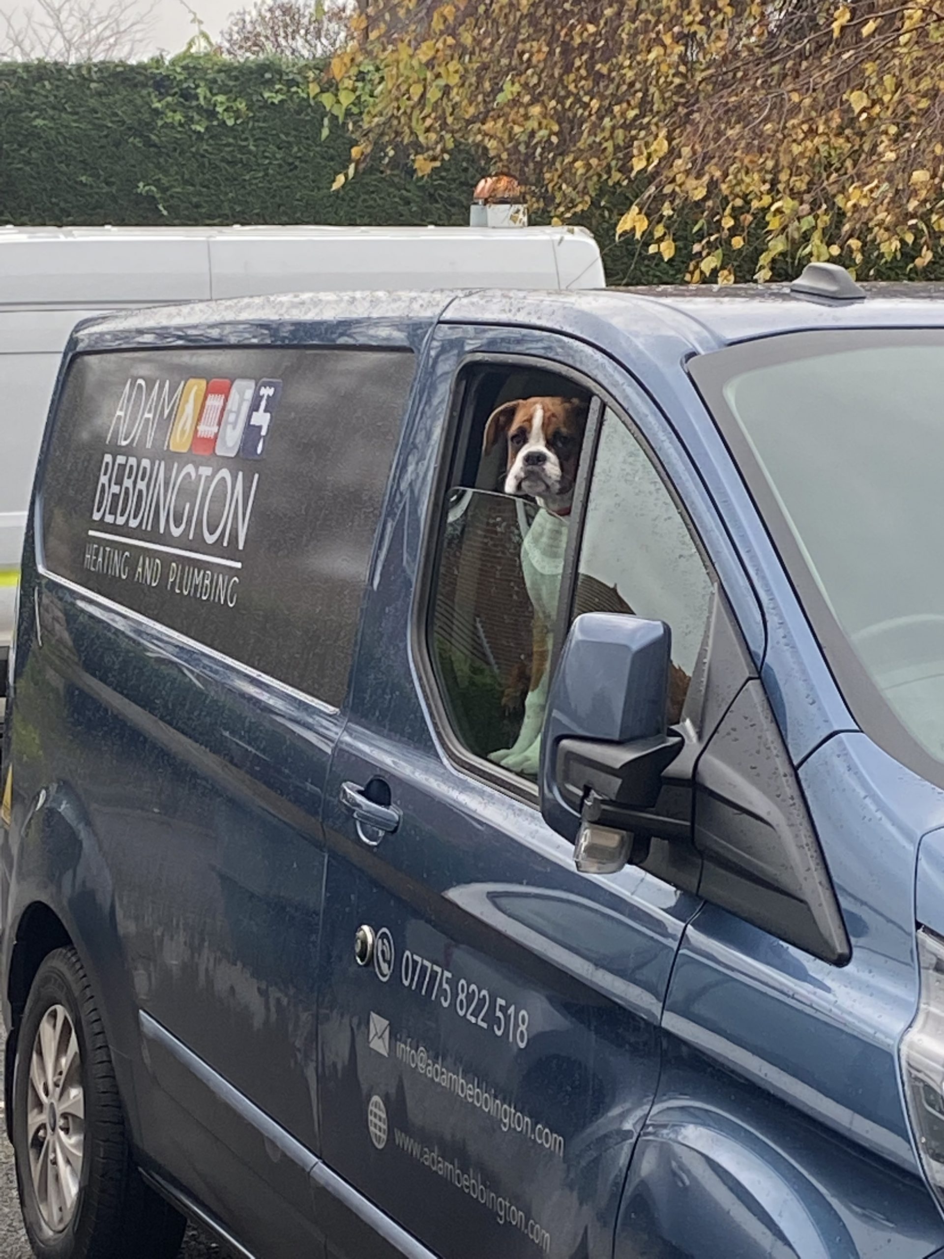 Adam Bebbington’s branded van with a dog at the window